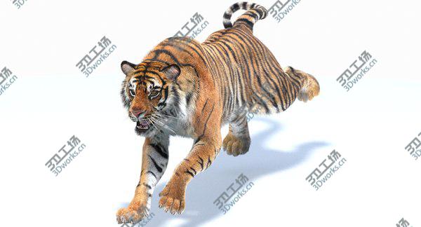 images/goods_img/20210312/3D Sumatran Tiger Animated (Fur)/3.jpg